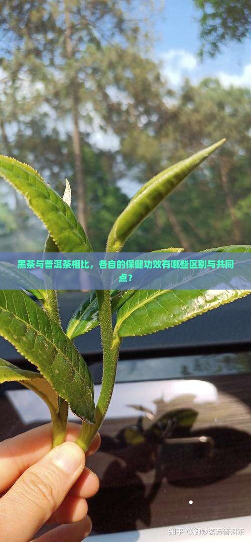 黑茶与普洱茶的保健功效