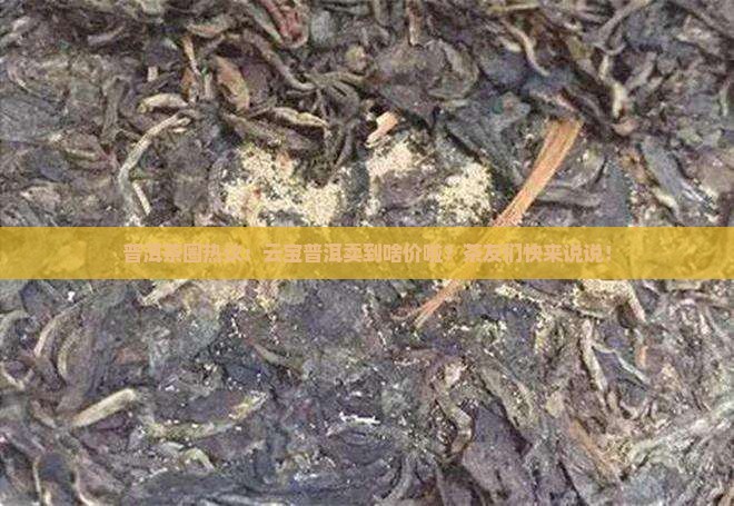 云宝普洱茶价格 云宝普洱茶价格