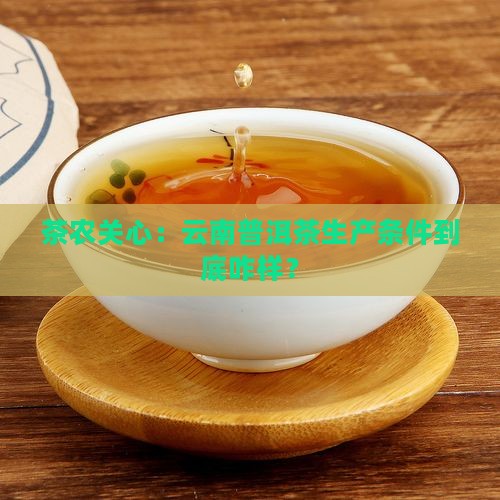 云南普洱茶生产条件