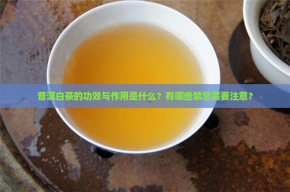普洱白茶的功效与作用及禁忌