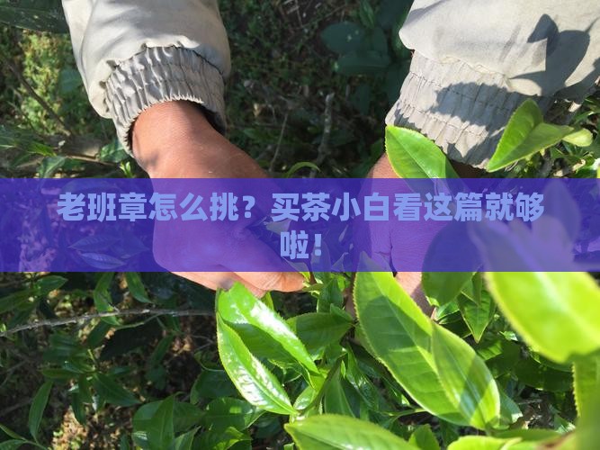 挑选老班章怎么购买藏