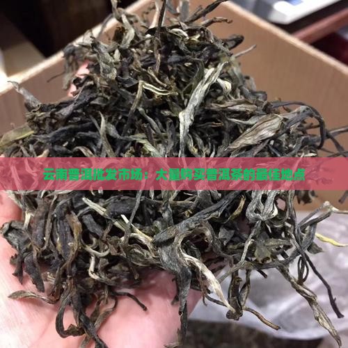 大量购买购普洱茶的地方是哪里