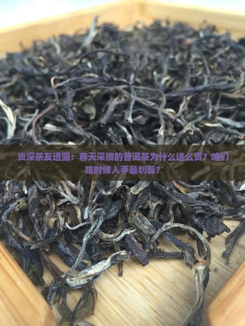 普洱茶什么季节的最贵