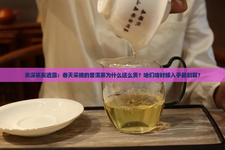 普洱茶什么季节的最贵