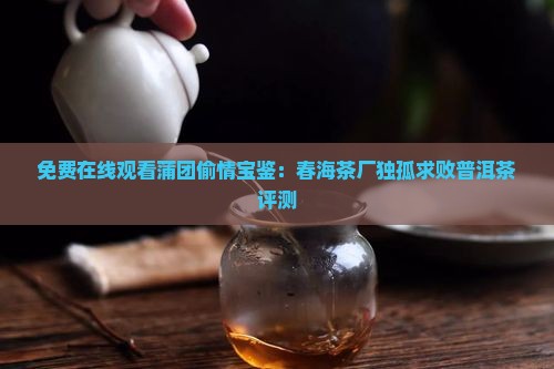春海茶厂独孤求败普洱茶怎么样