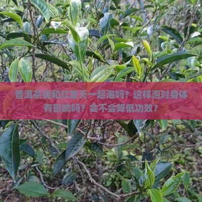普洱茶能和红景天一起泡吗