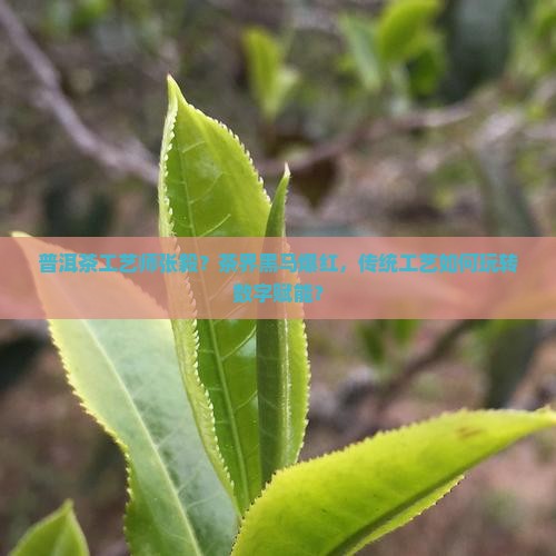 普洱茶工艺师张毅 普洱茶工艺师张毅