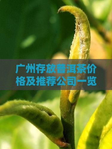 广州存放普洱茶
