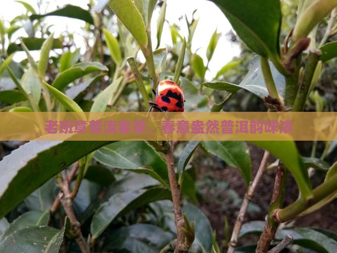 中泰深冷的老班章有春
