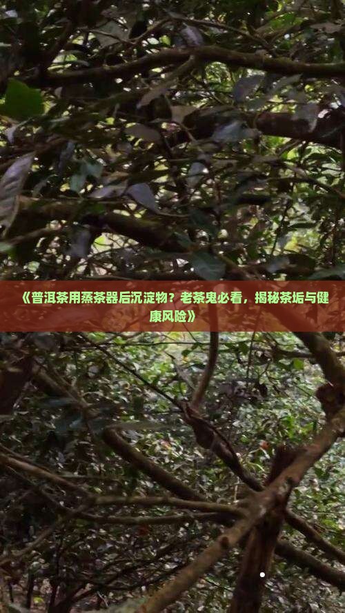 普洱茶用蒸茶器后沉淀物