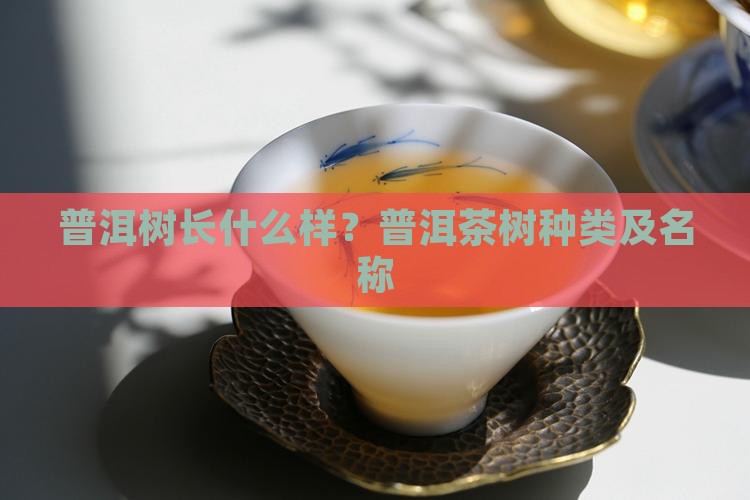普洱树长什么样