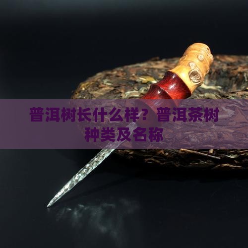 普洱树长什么样