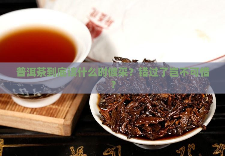 普洱茶的采摘时间是什么时候