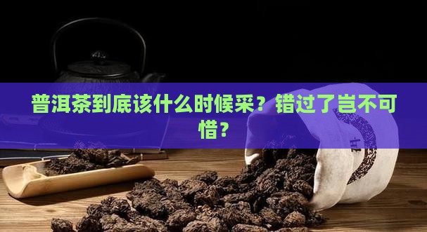 普洱茶的采摘时间是什么时候