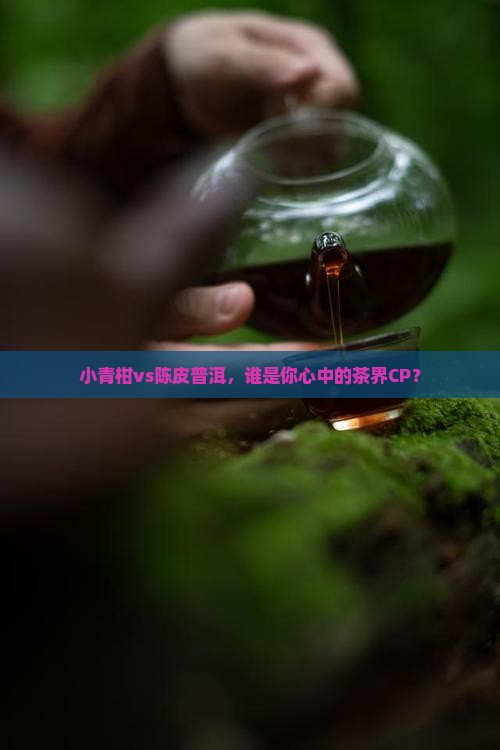 陈皮普洱茶小青柑哪个好