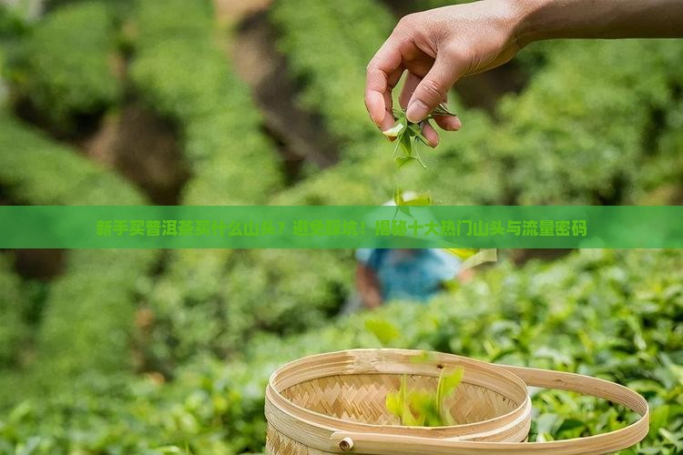 新手买普洱茶买什么山头