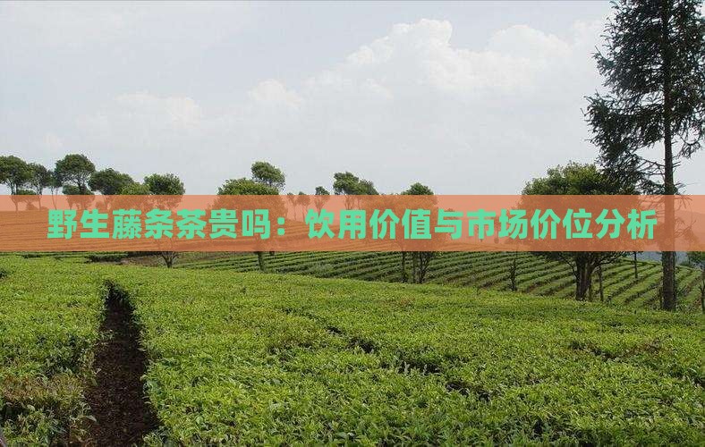 野生藤条茶贵吗