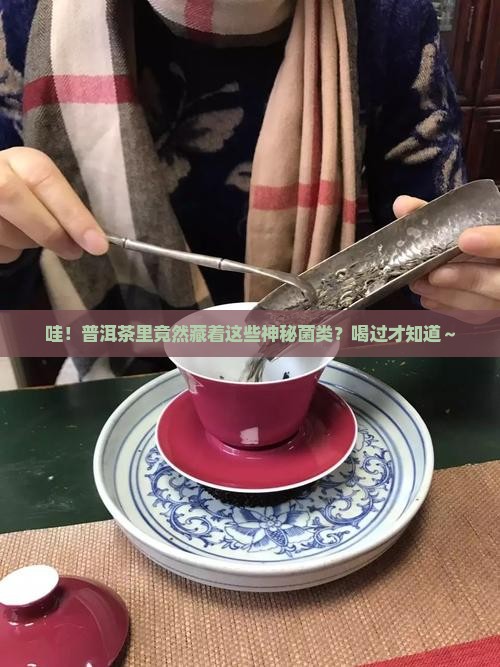 普洱茶里是什么菌类的茶 普洱茶里是什么菌类的茶