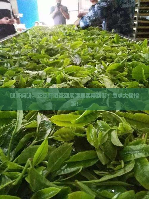 哪里才能买到正宗普洱茶