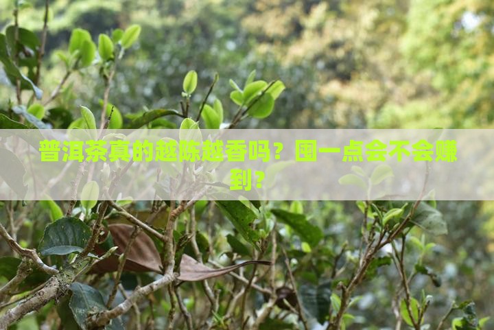 普洱茶该不该囤一下保质期