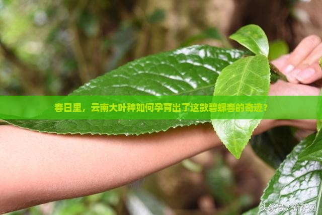 碧螺春云南大叶种茶