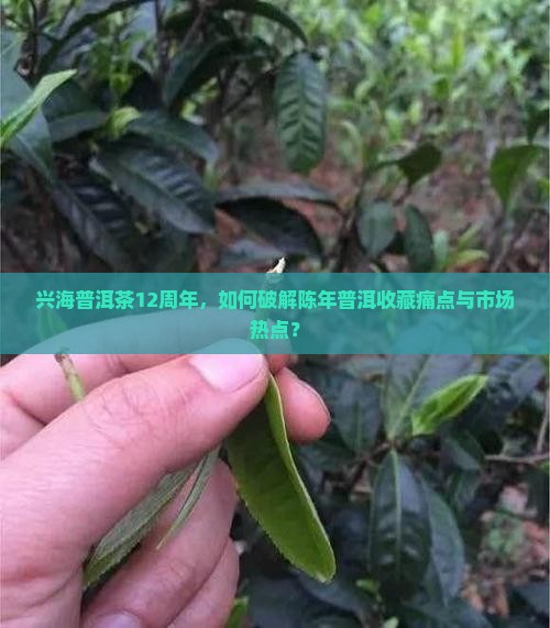 兴海普洱茶12周年