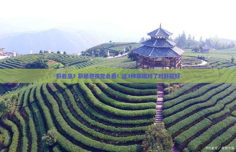 喝哪些茶对肝脏有好处