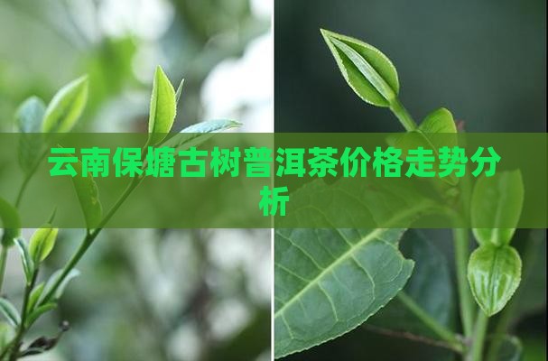 保塘古熟普洱茶价格