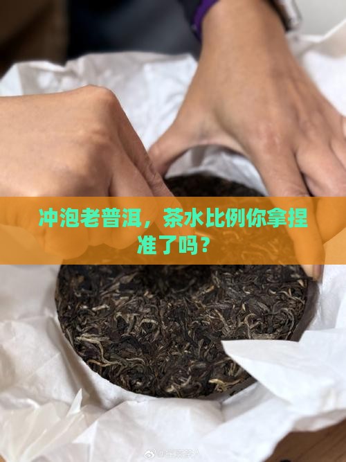 冲普洱茶老茶投茶比