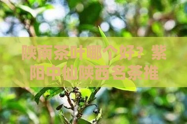 陕南的茶叶哪个好