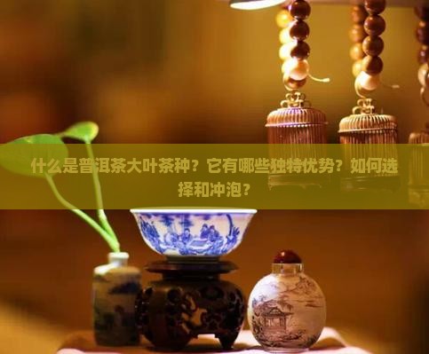 普洱茶大叶茶种优势