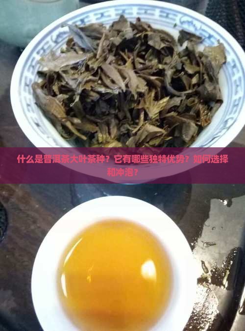 普洱茶大叶茶种优势