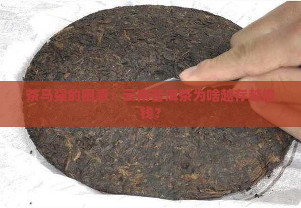 云南普洱茶马强