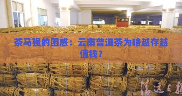 云南普洱茶马强
