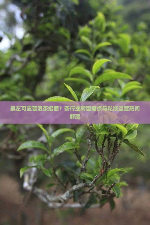 崇左可靠普洱茶招商