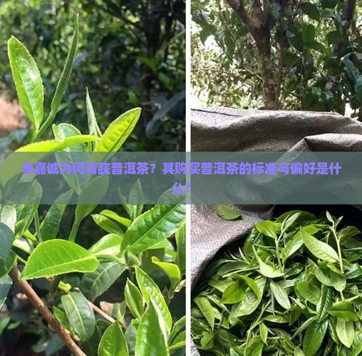 李嘉诚要买的普洱茶