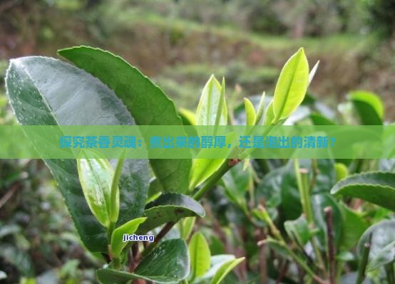 煮茶好还是泡茶好