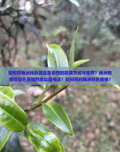 株洲喝茶的联系方式