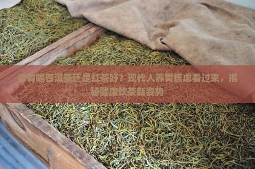 养胃喝普洱茶还是红茶好