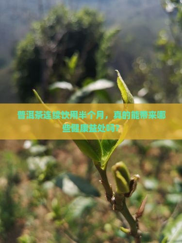 普洱茶喝半个月