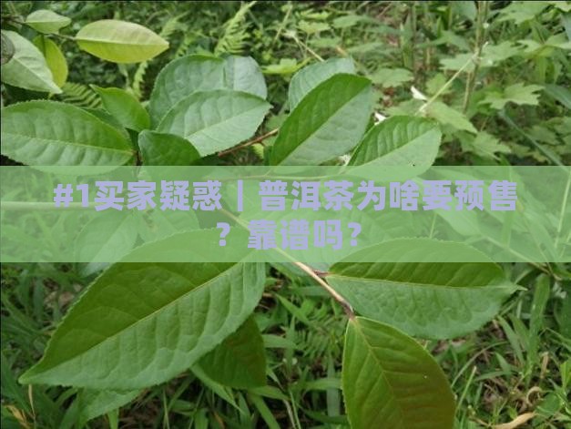 普洱茶预售有什么意