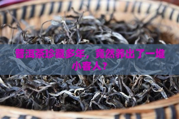 普洱茶放久了生虫子
