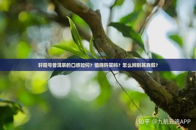 轩阳号普洱茶怎么样