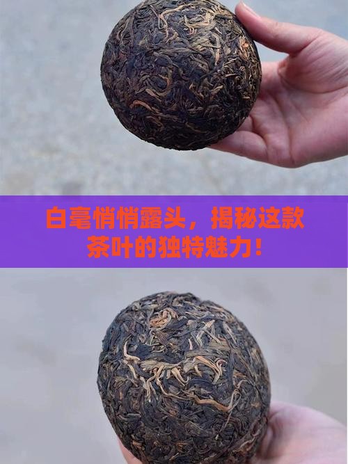 白毫显露是哪种茶叶