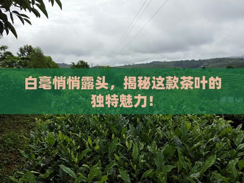 白毫显露是哪种茶叶
