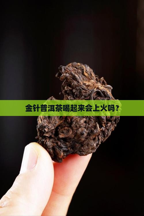 金针普洱茶是热性的吗