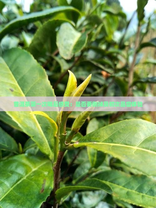普洱茶第一次喝后感受