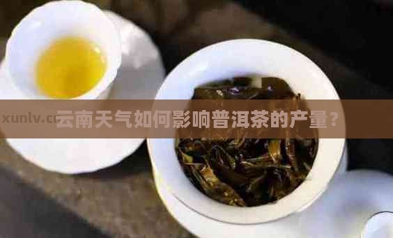 云南天气普洱茶的产量