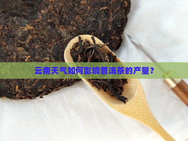 云南天气普洱茶的产量