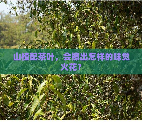 山楂可以和茶叶
